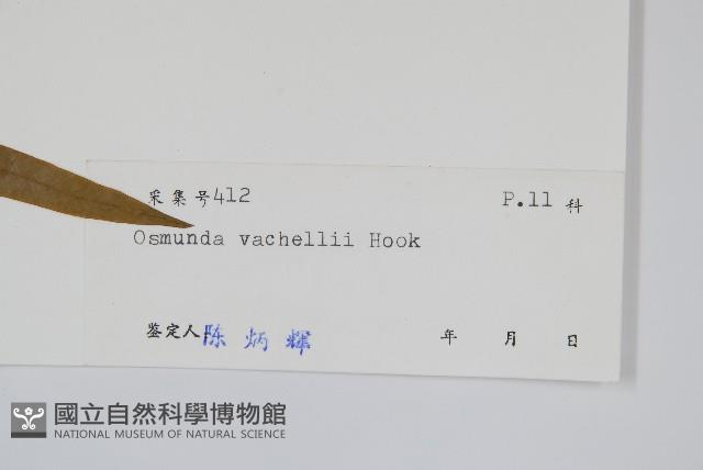 華南紫萁藏品圖，第2張