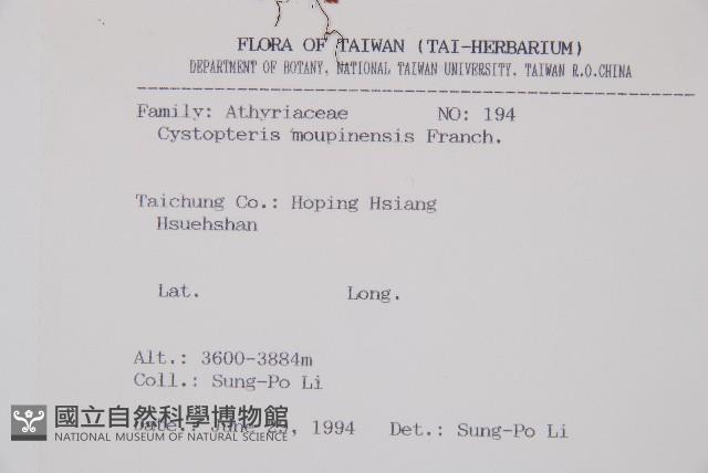 寬葉冷蕨藏品圖，第2張