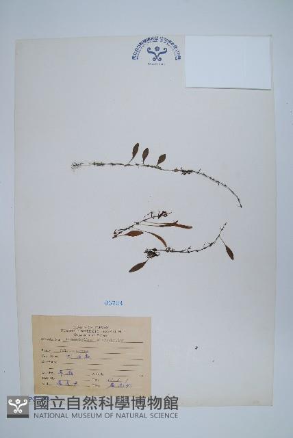 抱樹蕨、伏石蕨藏品圖，第1張