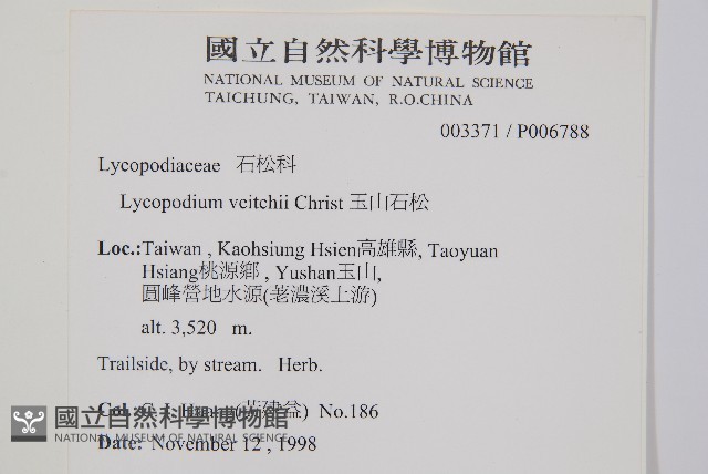 玉山石松藏品圖，第2張