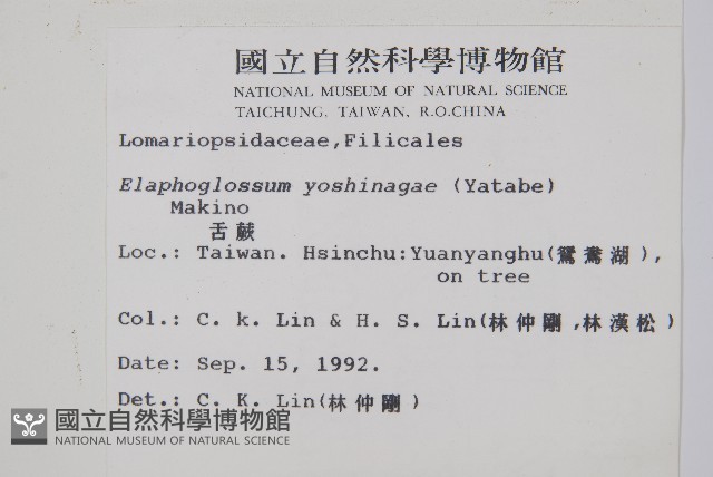 垂葉舌蕨藏品圖，第2張