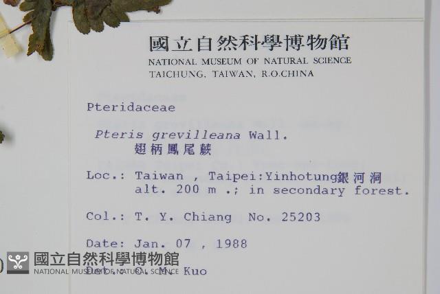 翅柄鳳尾蕨藏品圖，第2張