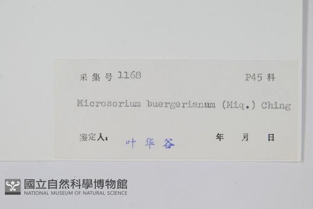 波氏星蕨藏品圖，第2張