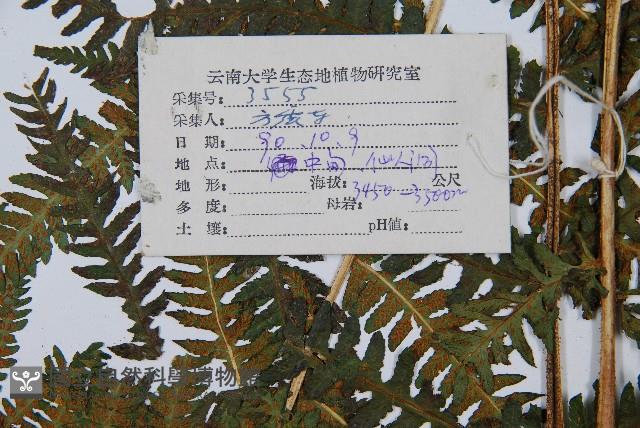 登錄號:P003788藏品圖，第2張