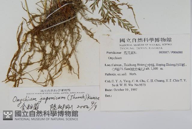 日本金粉蕨藏品圖，第2張