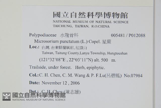 星蕨藏品圖，第2張