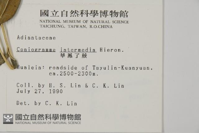 華鳳丫蕨藏品圖，第2張