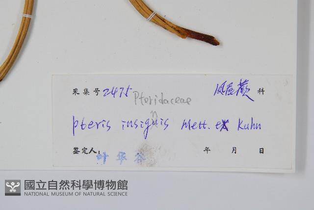 全緣鳳尾蕨藏品圖，第2張