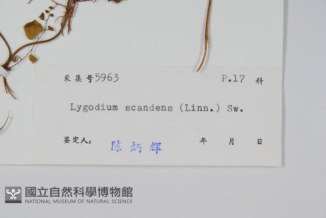 Accession Number:P004088 Collection Image, Figure 2, Total 2 Figures