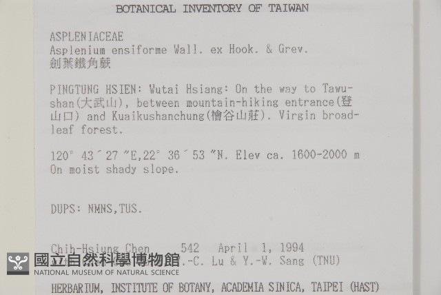 劍葉鐵角蕨、箭葉鐵角蕨藏品圖，第2張