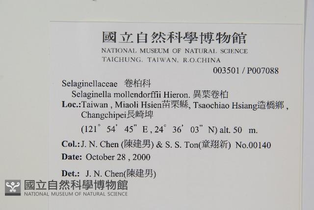 異葉卷柏藏品圖，第2張