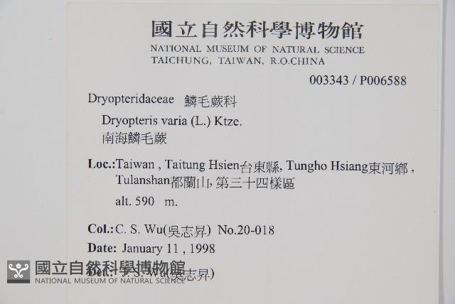 Japanese holly fern Collection Image, Figure 2, Total 2 Figures