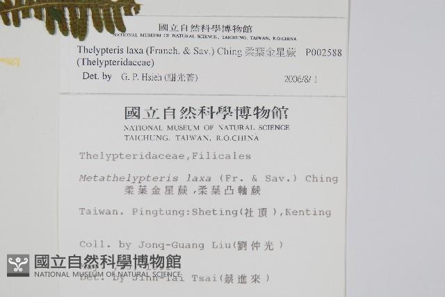 柔葉金星蕨藏品圖，第2張