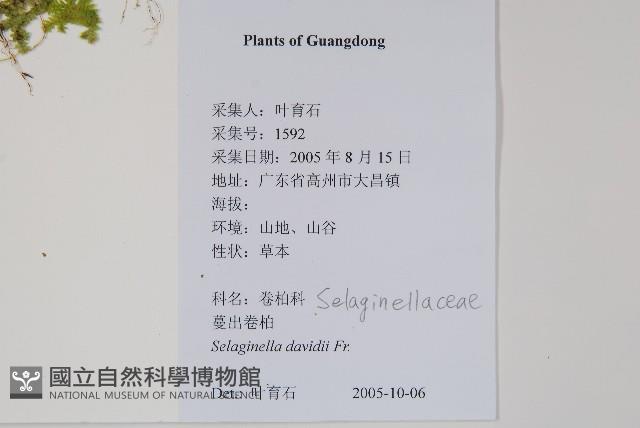 蔓出卷柏藏品圖，第2張