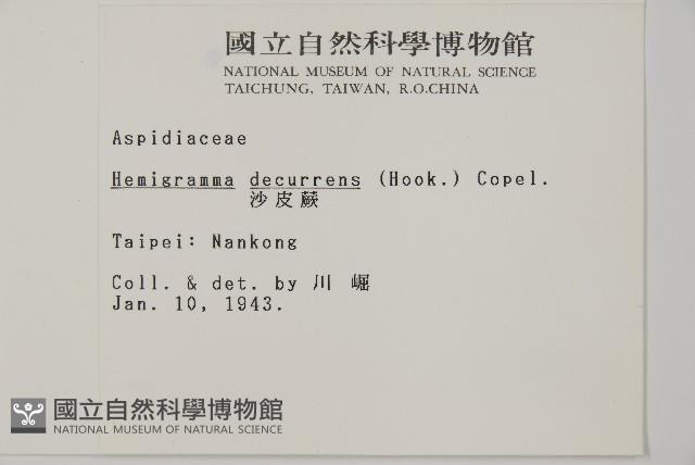 翅柄三叉蕨藏品圖，第2張