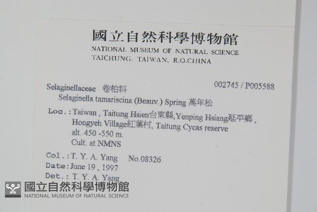 萬年松藏品圖，第2張