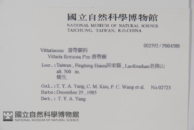 書帶蕨藏品圖，第2張