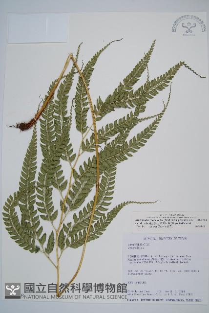 斜方複葉耳蕨藏品圖，第1張