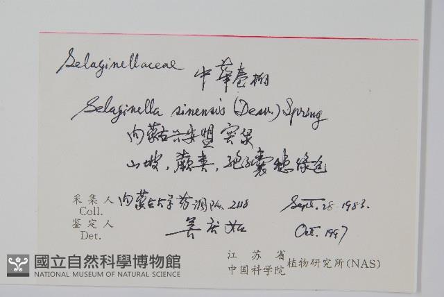 中華卷柏藏品圖，第2張