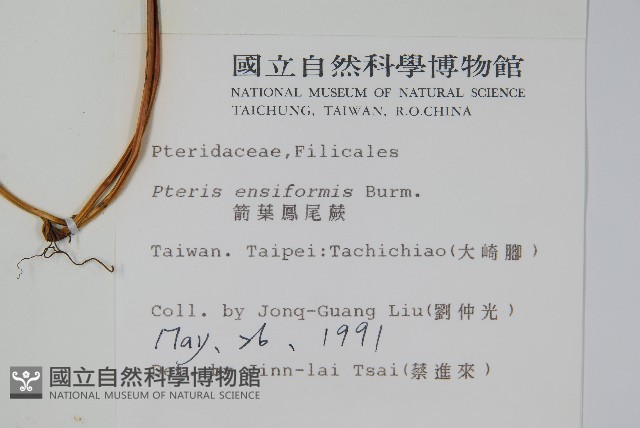 箭葉鳳尾蕨藏品圖，第2張