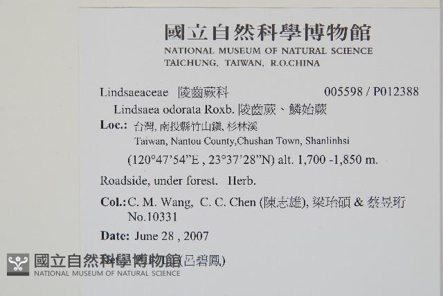 陵齒蕨、鱗始蕨藏品圖，第2張