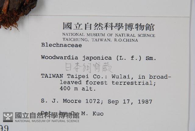 日本狗脊蕨藏品圖，第2張