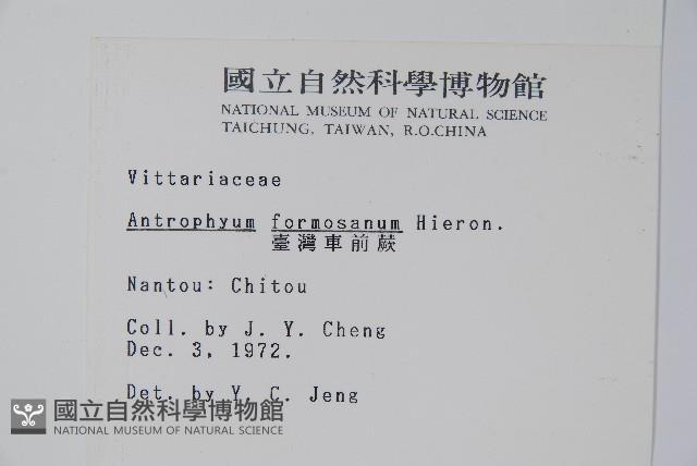 臺灣車前蕨藏品圖，第2張