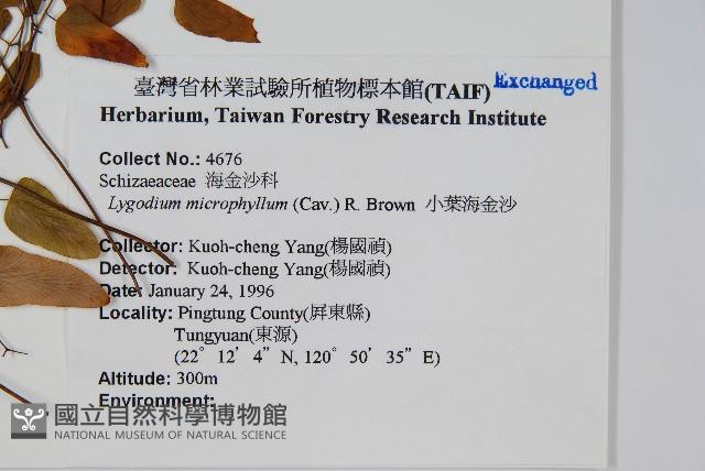 小葉海金沙藏品圖，第2張