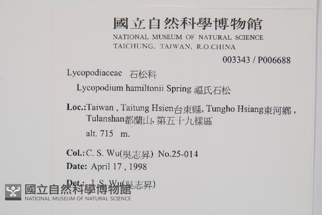 福氏石松藏品圖，第2張