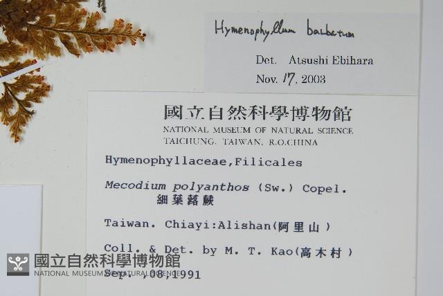 華東膜蕨藏品圖，第2張