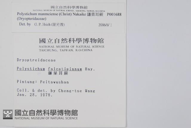 鐮葉耳蕨藏品圖，第2張