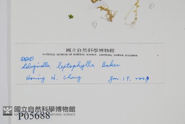 疏葉卷柏藏品圖，第2張