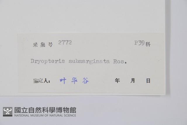 鈍齒鱗毛蕨藏品圖，第2張