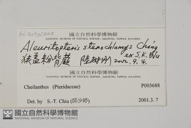 狹蓋粉背蕨藏品圖，第2張