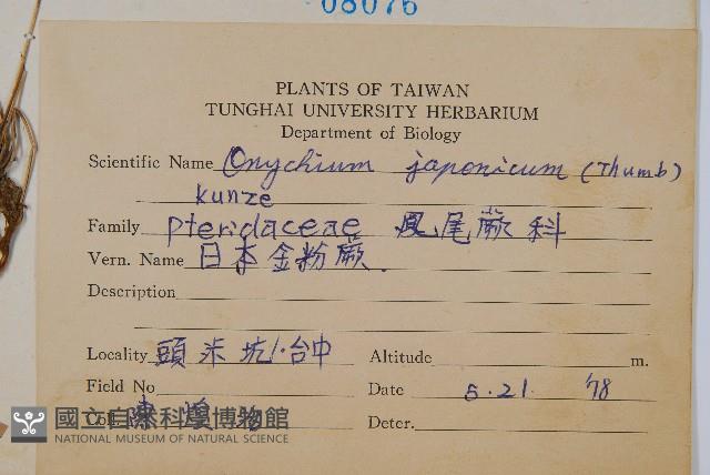 日本金粉蕨藏品圖，第2張