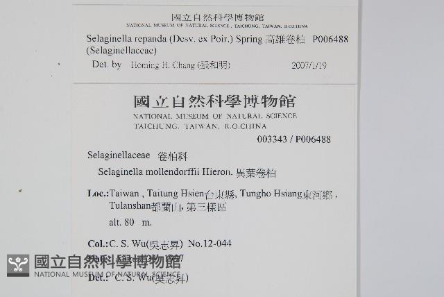 高雄卷柏藏品圖，第2張