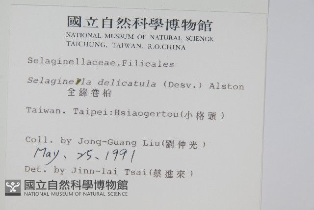 全緣卷柏藏品圖，第2張