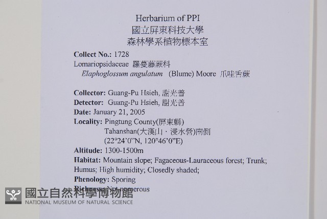 爪哇舌蕨藏品圖，第2張