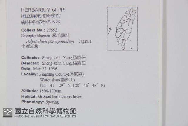 尖葉耳蕨藏品圖，第2張