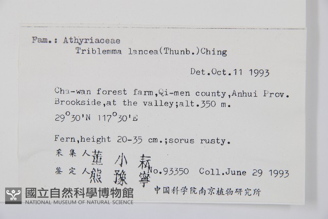 單葉雙蓋蕨藏品圖，第2張