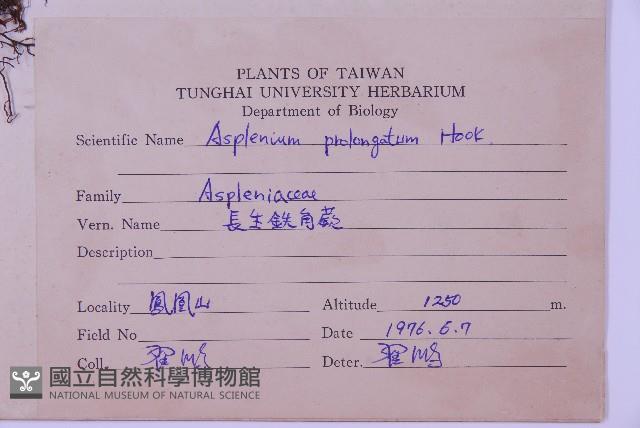 長生鐵角蕨藏品圖，第2張