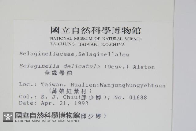 全緣卷柏藏品圖，第2張