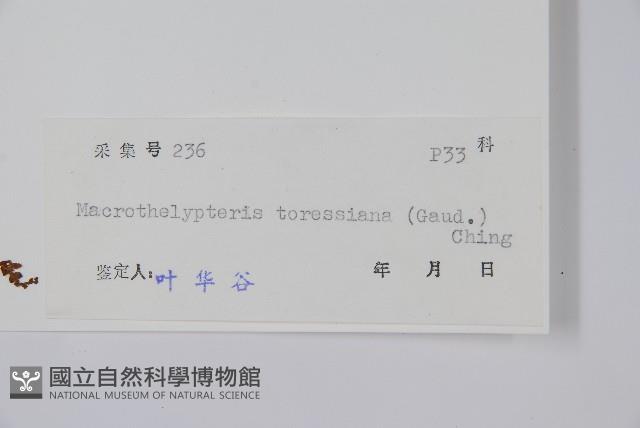 普通針毛蕨藏品圖，第2張