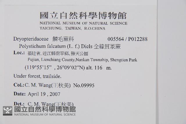 全緣貫眾蕨藏品圖，第2張