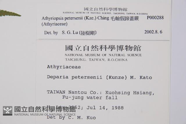 毛軸假蹄蓋蕨藏品圖，第2張