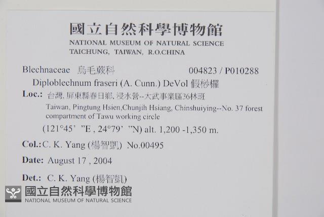 假桫欏藏品圖，第2張