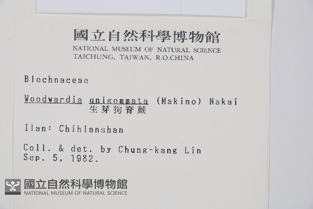 生芽狗脊蕨、頂芽狗脊蕨藏品圖，第2張