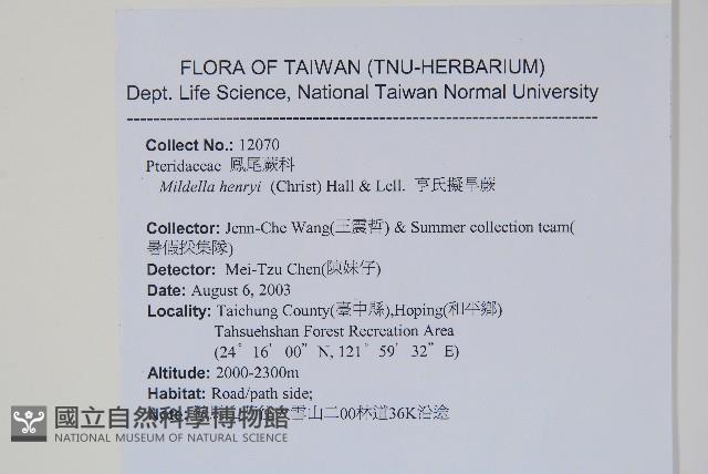 亨氏擬旱蕨藏品圖，第2張