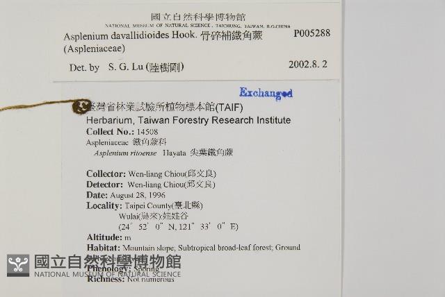 骨碎補鐵角蕨藏品圖，第2張