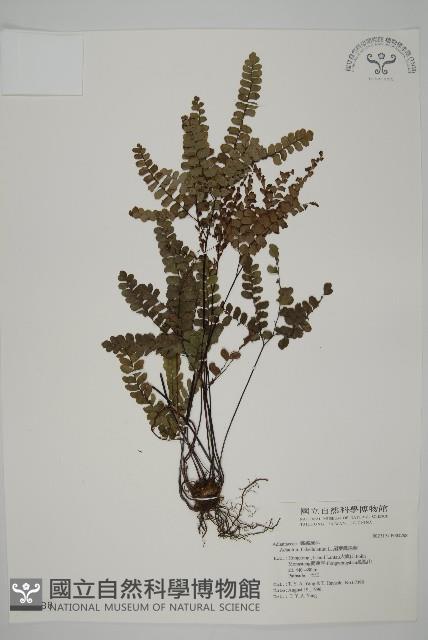 扇葉鐵線蕨藏品圖，第1張